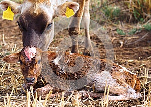 Newborn Dairy Calf