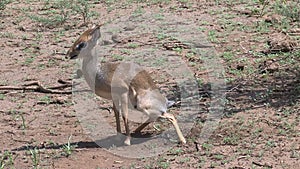 Newborn Dik-Dik on the savanna