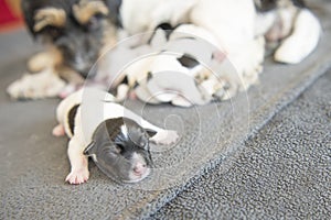 Newborn dog baby - one day old - jack russell terrier puppy