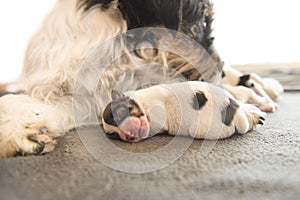 Newborn dog baby is sleeping in front of her mama and her siblings. puppy one day old - jack russell terrier