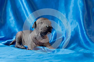 Newborn dog Mexican xoloitzcuintle puppies, one week old, sits on a blue background. A place for writing letters. Postcard