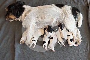 Newborn dog puppies - 2 days old - Jack Russell Terrier doggies  drinking milk on her mother