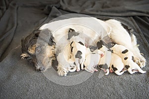 Newborn dog puppies - 8 days old - Jack russell Terrier doggies