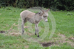 Newborn Donkey Approaching His Mother In A Farm Of Asturias.