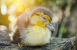 Newborn duckling