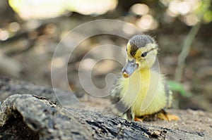Newborn duckling