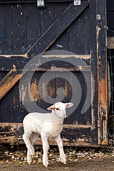 Newborn Dutch lamb in front of a sheep shed