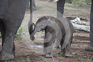 Newborn Elephant Calf, South Africa.