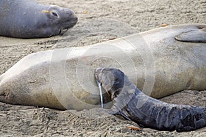 Newborn elephant seal nursing firs time messy leaking milk