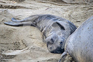Newborn Elephant Seal with Umbilical Cord Looks at Camera