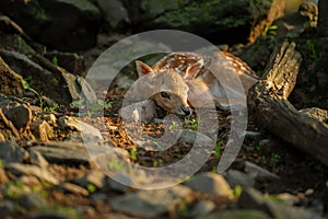 Newborn fallow deer fawn hidden on the forrest ground