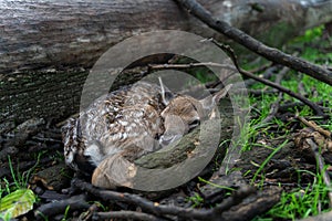 Newborn fallow deer fawn hidden next to tree trunk and fallen branches