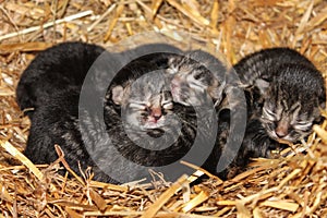 Newborn farm kittens