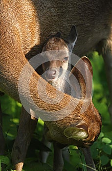 Newborn fawn and doe