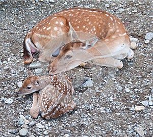 Newborn Fawn and Doe Fallow Deer photo