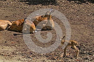 A newborn fawn stands next to a pair of lying spotted deer.