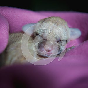 Newborn fennec fox cub on hand, 2 weeks old
