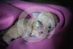 Newborn fennec fox cub on hand, 2 weeks old