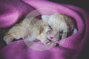 Newborn fennec fox cub on hand, 2 weeks old