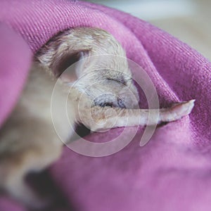 Newborn fennec fox cub on hand, 2 weeks old