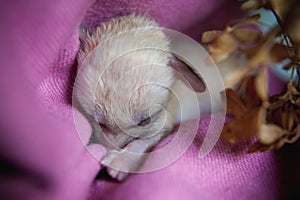 Newborn fennec fox cub on hand, 2 weeks old