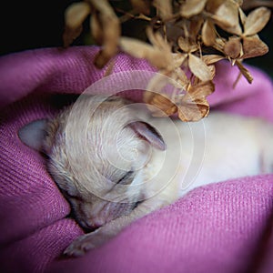 Newborn fennec fox cub on hand, 2 weeks old