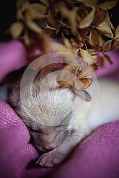 Newborn fennec fox cub on hand, 2 weeks old