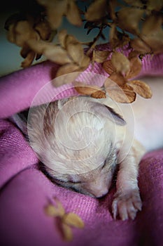 Newborn fennec fox cub on hand, 2 weeks old