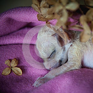 Newborn fennec fox cub on hand, 2 weeks old