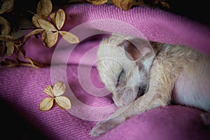 Newborn fennec fox cub on hand, 2 weeks old