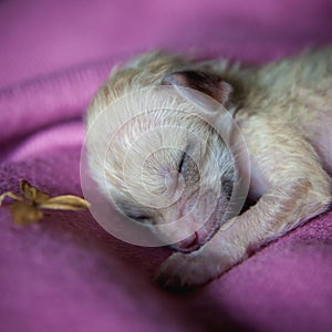 Newborn fennec fox cub on hand, 2 weeks old