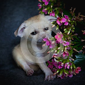 Newborn fennec fox cub with pink flowers