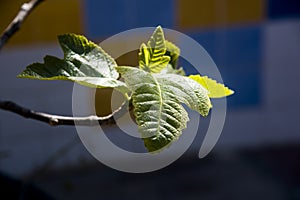 Newborn fig tree leaves