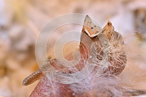 Newborn Finch Hatchling