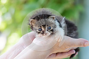 Newborn fluffy kitten