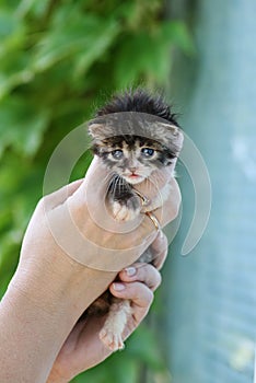 Newborn fluffy kitten