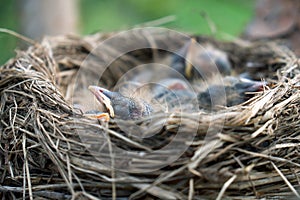 Newborn fluffy nestlings of a thrush sleeping in a nest