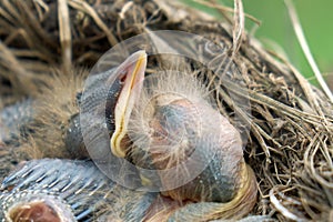 Newborn fluffy nestlings of a thrush sleeping in a nest