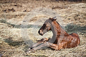 Newborn foal photo