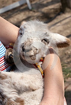 Newborn foal close-up