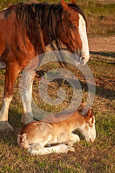 Newborn foal clydesdale horse