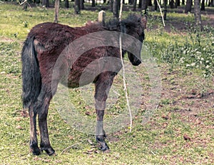 a newborn foal colored coffee eating grass on a farm