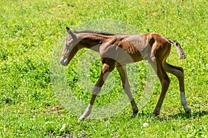 Newborn foal doing first run