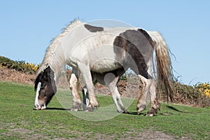 Newborn foal feeding