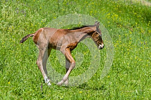 Newborn foal having fun