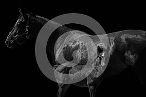 Newborn foal with horse mother isolated on black.