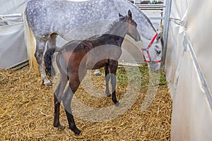 Newborn Foal Horse Stable