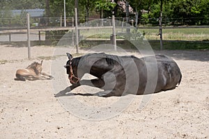 Newborn foal lies in the sand in a rural setting on the farm. mare rolls in the sand, Two horses