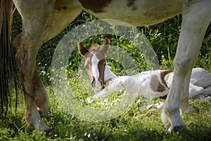 Newborn foal lying behind the legs of its mother