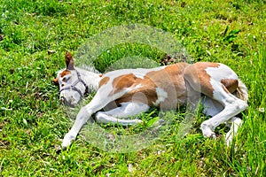 Newborn foal lying in green meadow